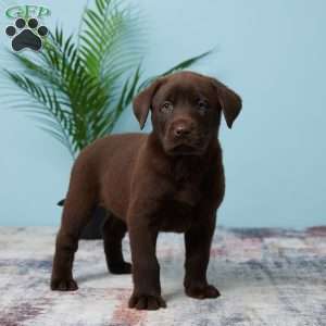 Stormy, Chocolate Labrador Retriever Puppy